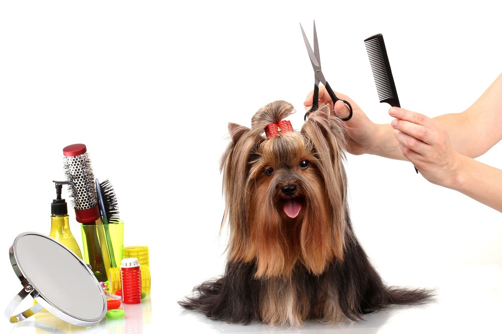 dog care products online
